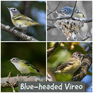 Blue-headed Vireo